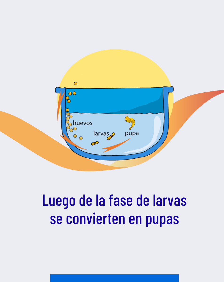 DPS_LosRios's tweet photo. La mejor forma de prevenir el dengue es conocer dónde vive y cómo se reproduce, aquí te contamos todo sobre este mosquito👇 https://t.co/da2rwS49Yu