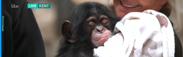 wego_higher's tweet photo. they just introduced this new chimp and its going viral! 

they even compare it to... PUNCH???

people are falling in love with the lil thing 

is this the beginning of a new PUNCH like narra? 

https://t.co/25VG6gZ2RT https://t.co/szasdy1XE7