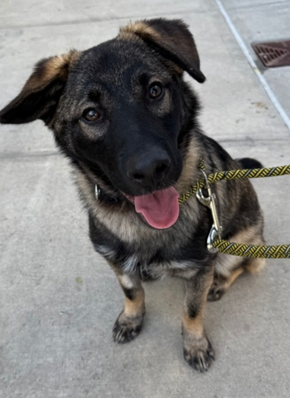 notthesameone2's tweet photo. 🐾 6-month GSD puppy Tommy surrendered b/c owner says not good w/ young kids. Listed for dodging leashing. Super social w/ staff he knows, playful, exuberant, excited, young, neutered & healthy. Wary w/ strangers, tolerant w/ similar size dogs. Loves bones & balls. Needs a foster offer by 5/19: https://t.co/UFoL3i5kJU