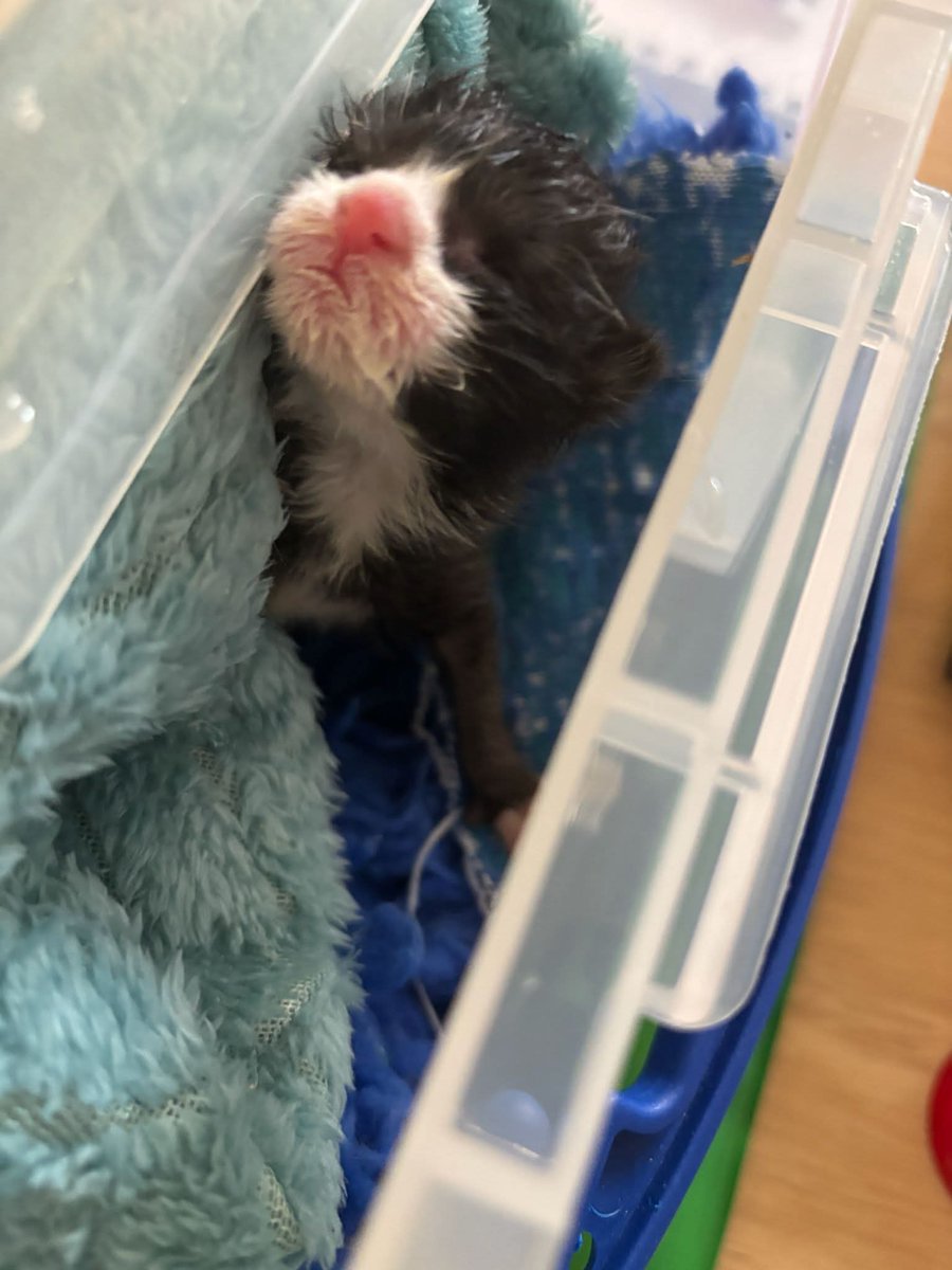 Bradford Cat Watch Rescue tweet media