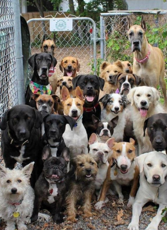 Best in Dogs tweet media