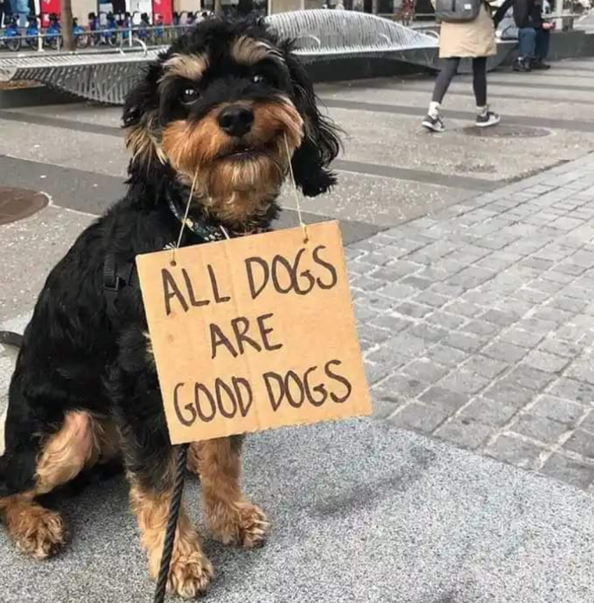 Tweets of Dogs tweet media