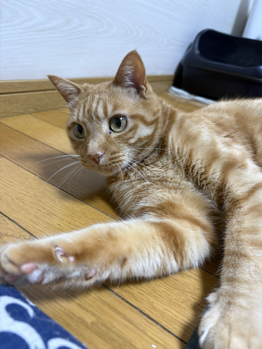 虎丸 (@toramaru7703) / Posts / X