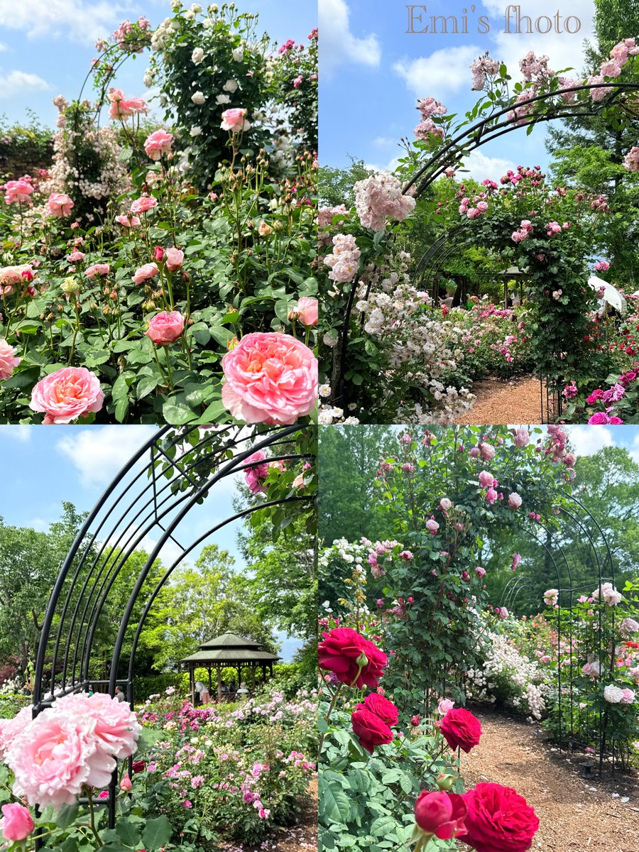 w5Et2T5aaQSfFLU's tweet photo. おはようございます～ \(*ˊᗜˋ*)/♡
穏やかで笑顔溢れる一日を…
皆様いつもいいね・
リポスト・嬉しい挨拶
皆様の素敵なポスト
本当にありがとうございます✨️

レッドヒルヒーサーの森ｻﾏ
どこから見ても
素敵な景色ばかりで
目も心も幸せな気持ちに
なれました🥀⋆

 #TLを花でいっぱいにしよう https://t.co/Fbg7wwFbA6