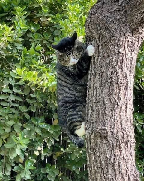 まるお2号🇯🇵（羊の皮を被った猫） tweet media