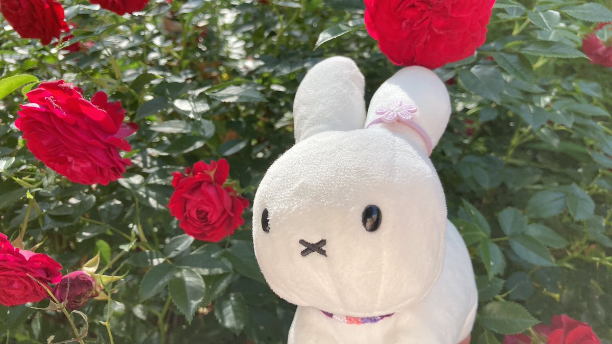 おはようございます🌹