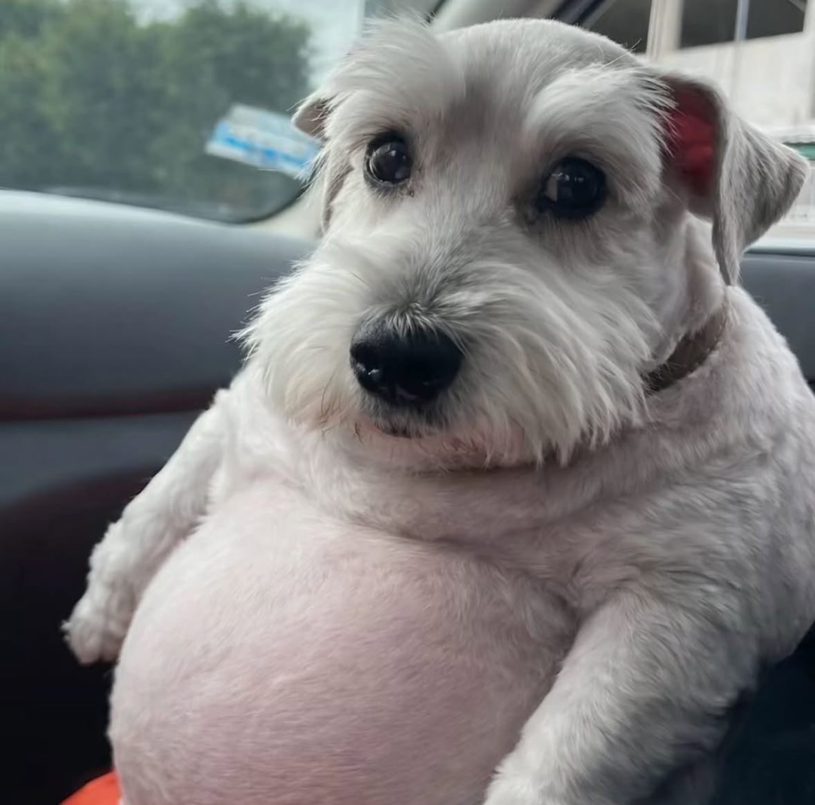 MotorPoodleFella 🇺🇦🇺🇦🇺🇦🇺🇦 🇺🇦 🇺🇦 tweet media