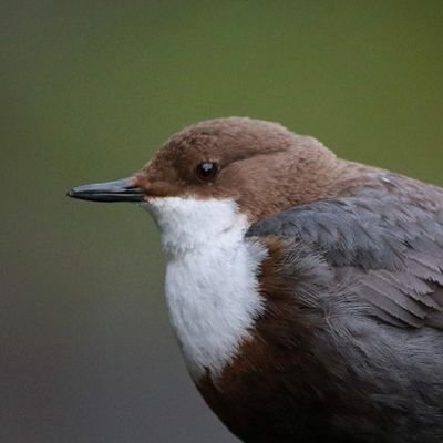 Żelek tweet media