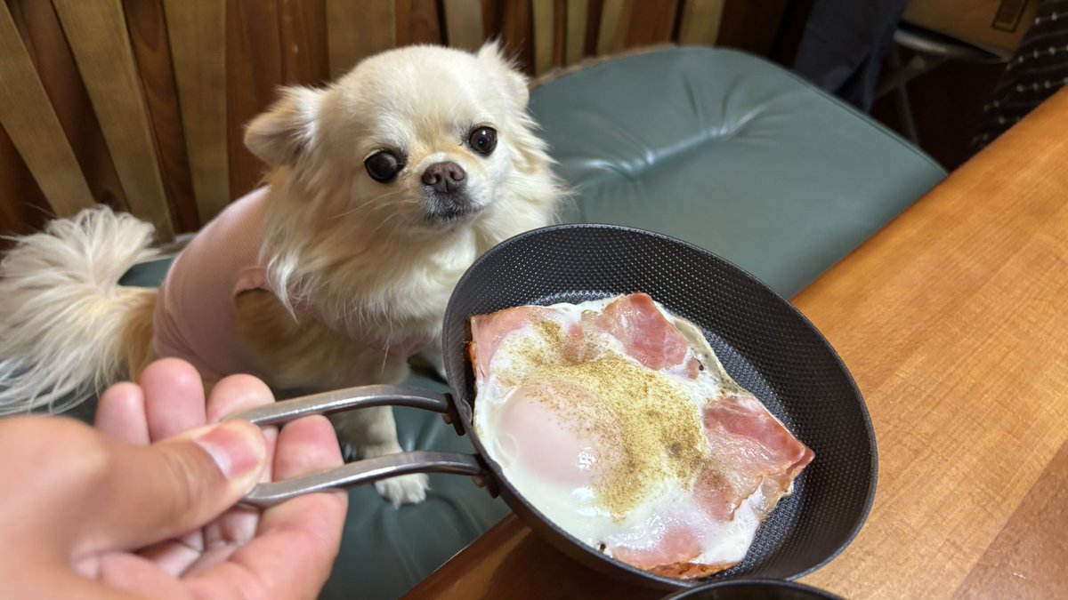 Post by チビ＆ココ on X: 目玉焼き🍳