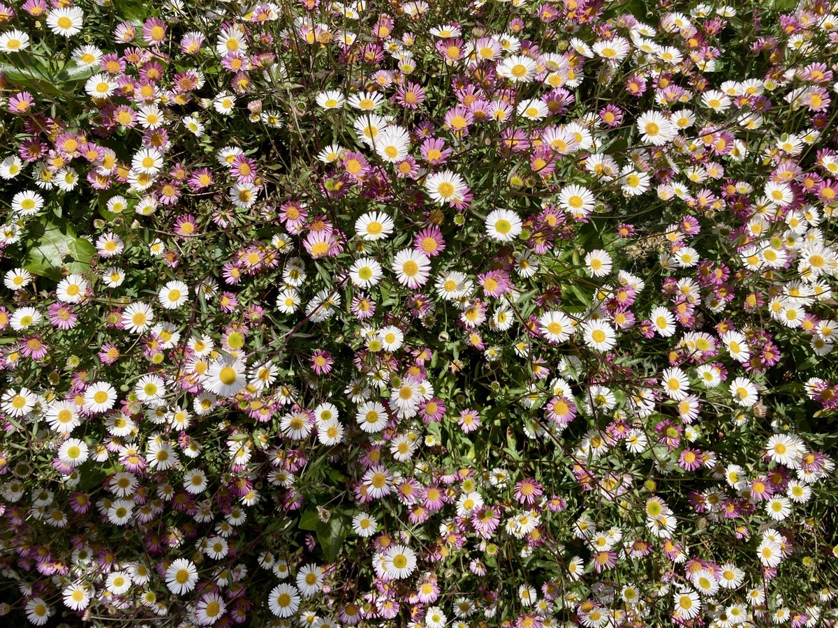 evanslaurajane's tweet photo. Wall of daisies 🌼 🌼 🌼 https://t.co/v6ze6JHTv8