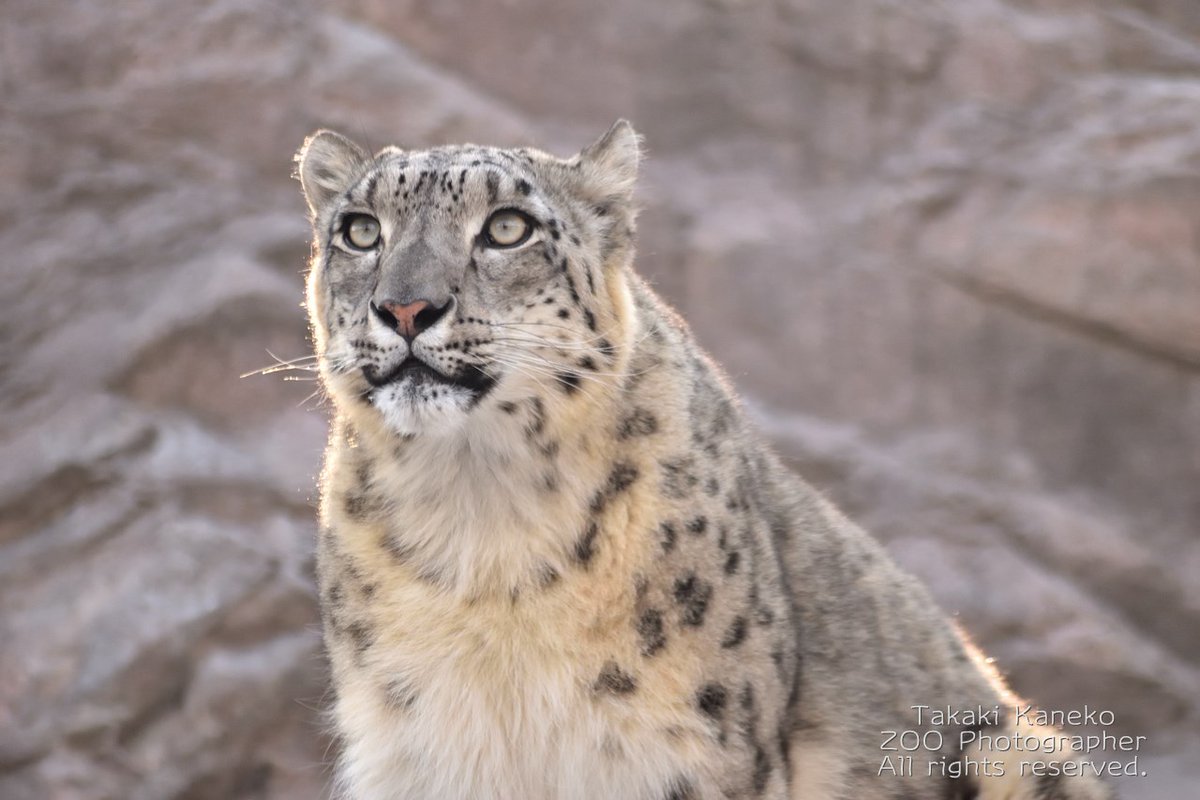 金子貴樹 動物園写真家 tweet media