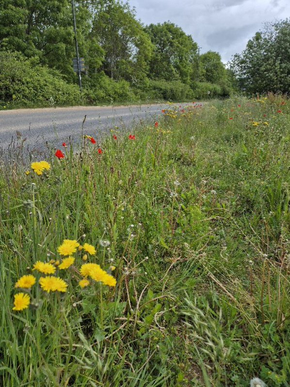 Buttercups & Bullrushes tweet media