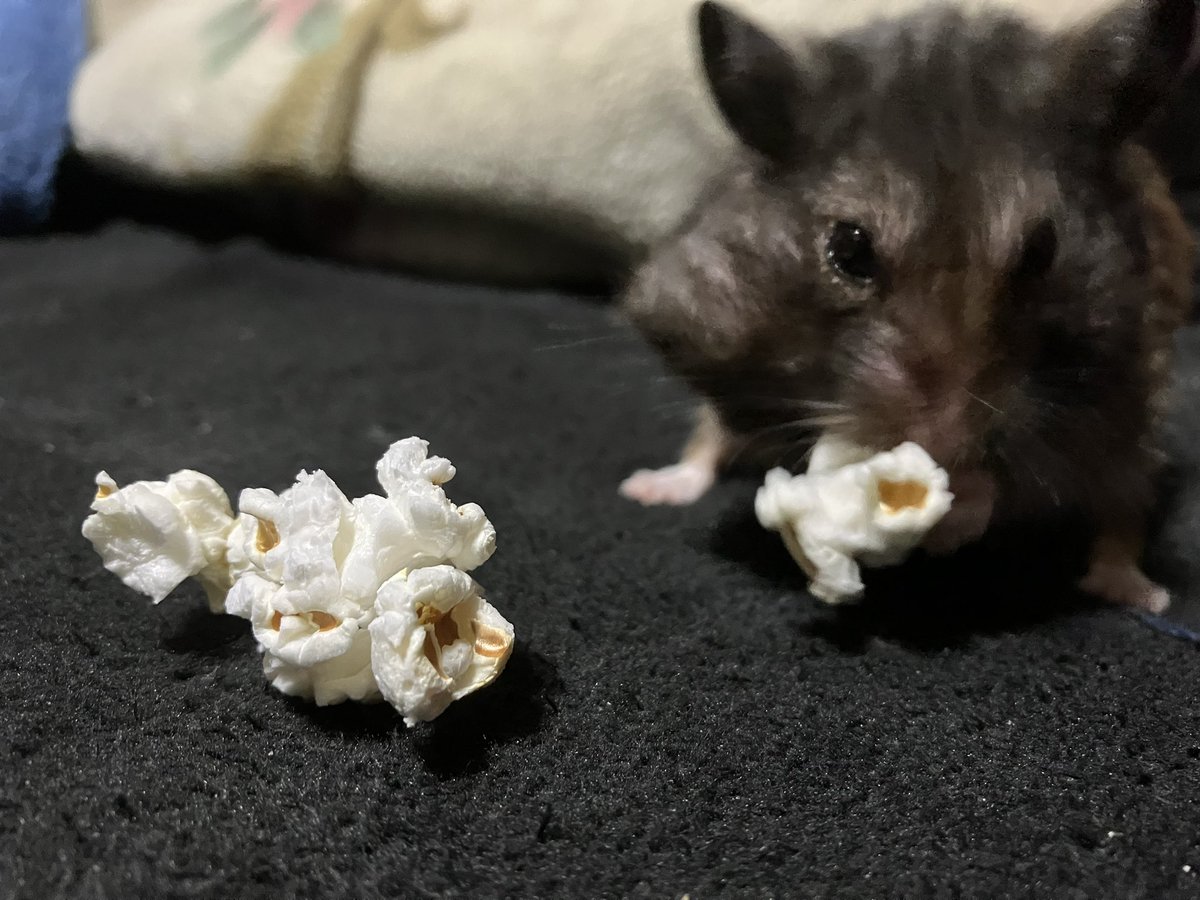 🐹お母ちゃんとハムスターの物語🍑 tweet media