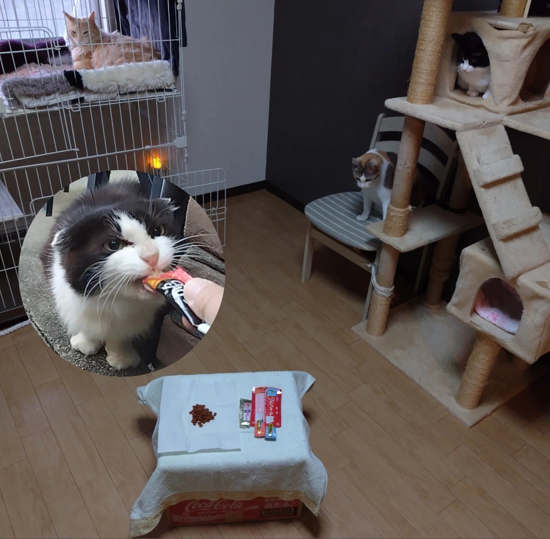 つっちー / モフ中毒365 tweet media