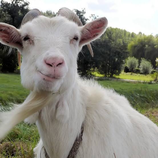 Safran15916165's tweet photo. ROCKY IS CLUTCHING UP LIKE THE GOAT HE IS (FINALIST BTW) WHILE THOSE FRAUDS IN TPOT ARE LOSING TO DEAD PEOPLE WHILE THE ELIMINATED CONSTESTANTS DO ALL THEIR WORK
THE DEBATE IS OVER,I DONT WANNA HEAR IT
#tpotfinal13fraudwatch #potentialman
#bfdia25
#bfdia https://t.co/sgRkMHzt6J