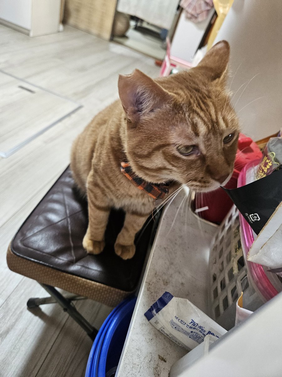 ココもチャーちゃんのお気に入りの場所です 今朝はウェットをリバース