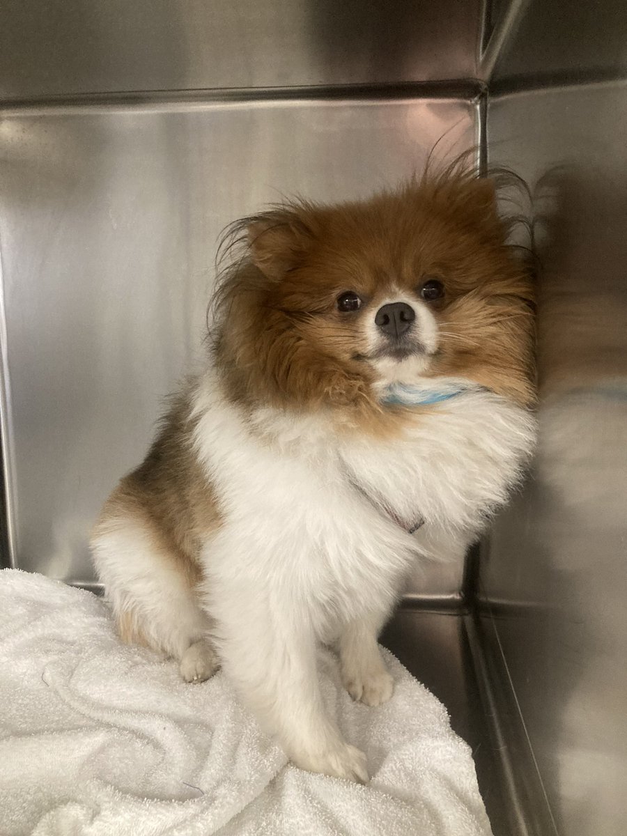 SpaySpa's tweet photo. Dogs of the Day? Well, we had a whole Pomeranian parade today, with Tod, Biscuit, and Poppy here for their spay/neuter surgeries! (Plus a microchip, shots, and some dental work, respectively)! https://t.co/GCuNrMVaHF