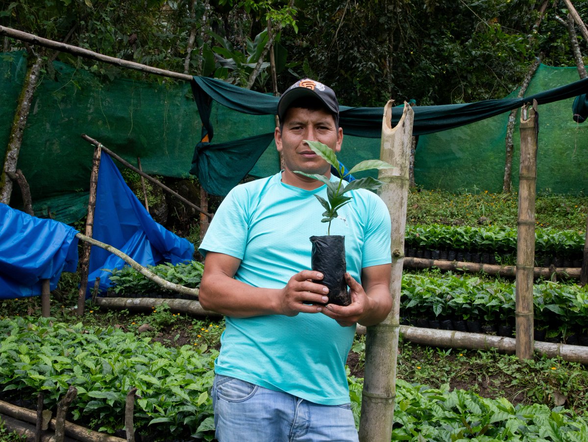 PROGRESO3's tweet photo. En una visita técnica al caserío de Condorhuachina, se evaluó el desarrollo positivo de plantones de café y especies forestales entregados a familias productoras.

📍Proyecto Productos del Bosque ejecutado por PROGRESO, @CoopNorandino  y @AVSFlatam, financiado por  @AFD_en. https://t.co/H7TxMn2Ya3