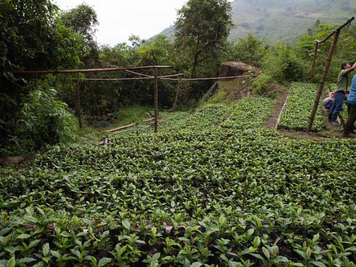 PROGRESO3's tweet photo. En una visita técnica al caserío de Condorhuachina, se evaluó el desarrollo positivo de plantones de café y especies forestales entregados a familias productoras.

📍Proyecto Productos del Bosque ejecutado por PROGRESO, @CoopNorandino  y @AVSFlatam, financiado por  @AFD_en. https://t.co/H7TxMn2Ya3