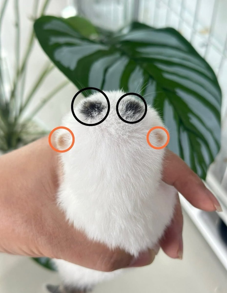 Daily Cat Posts tweet media