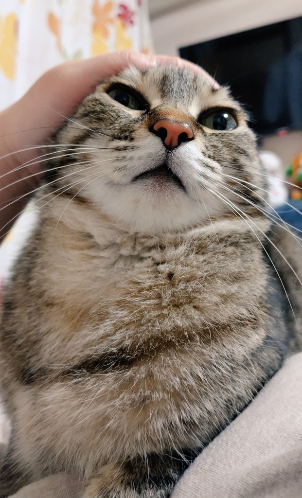 ゴロー🐾 tweet media