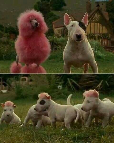 Todo Dia Cães tweet media