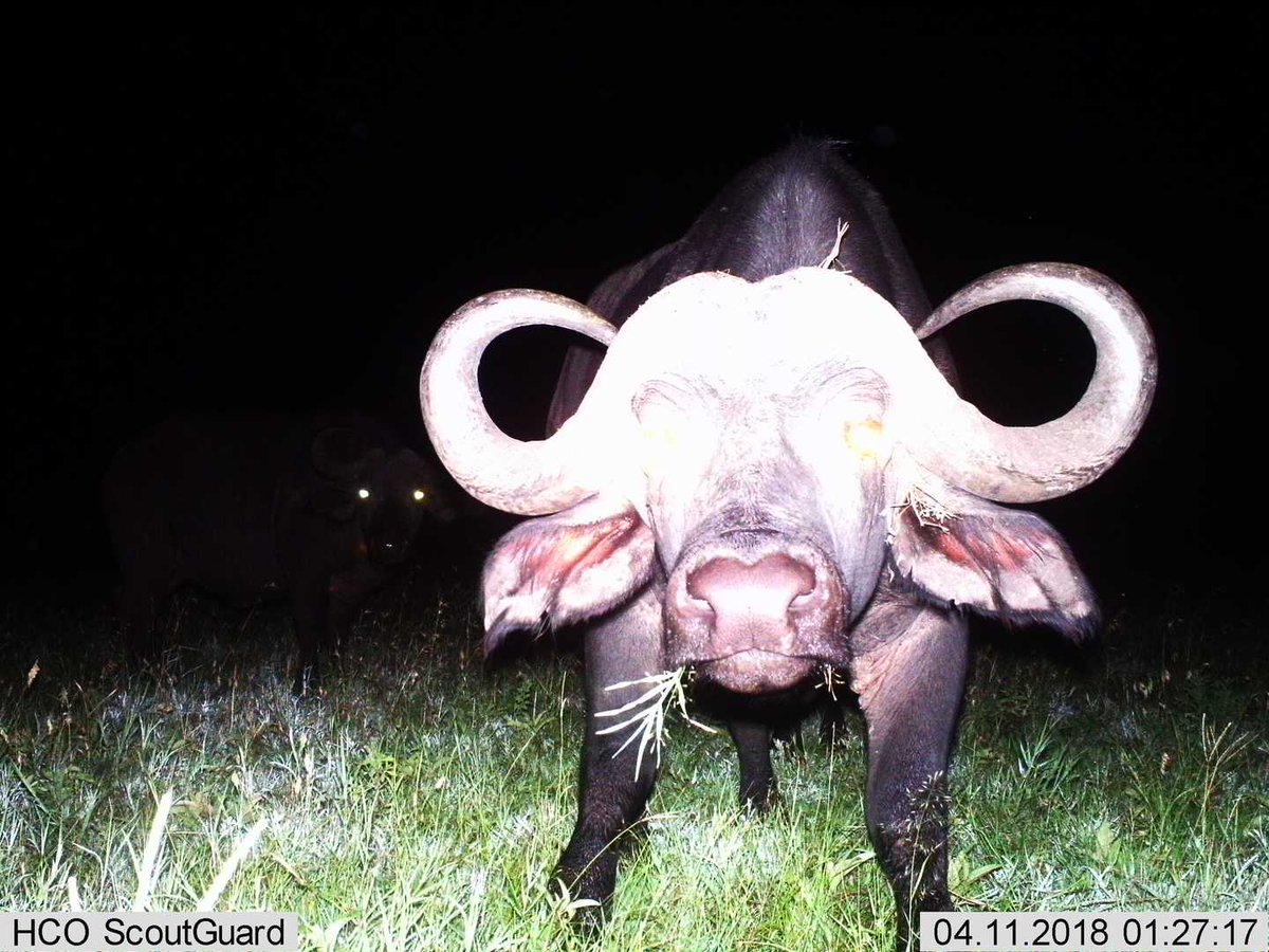 trailcam tweet media