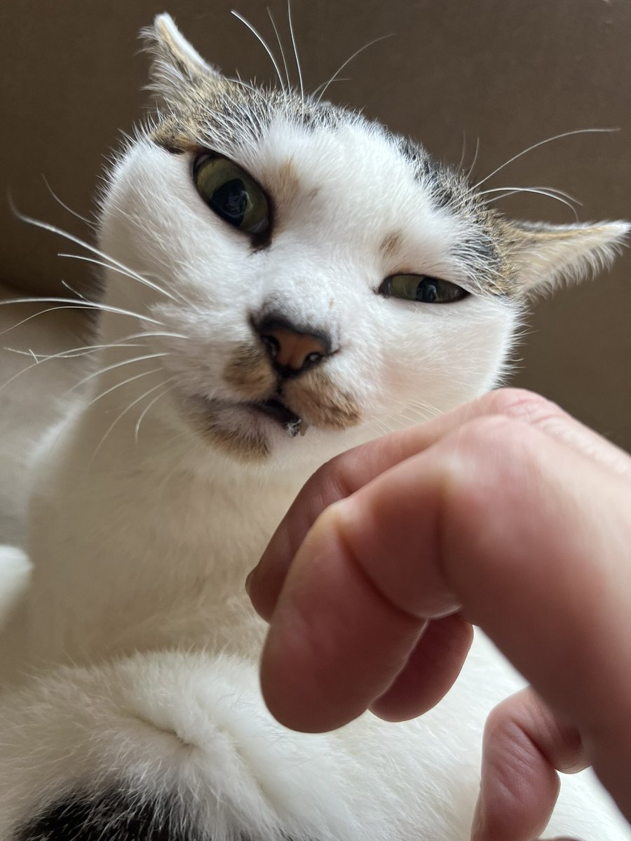 皆様お早うニャざいます🐈‍⬛🐈。