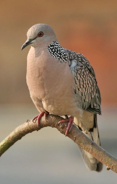 Wildlife Wonders tweet media