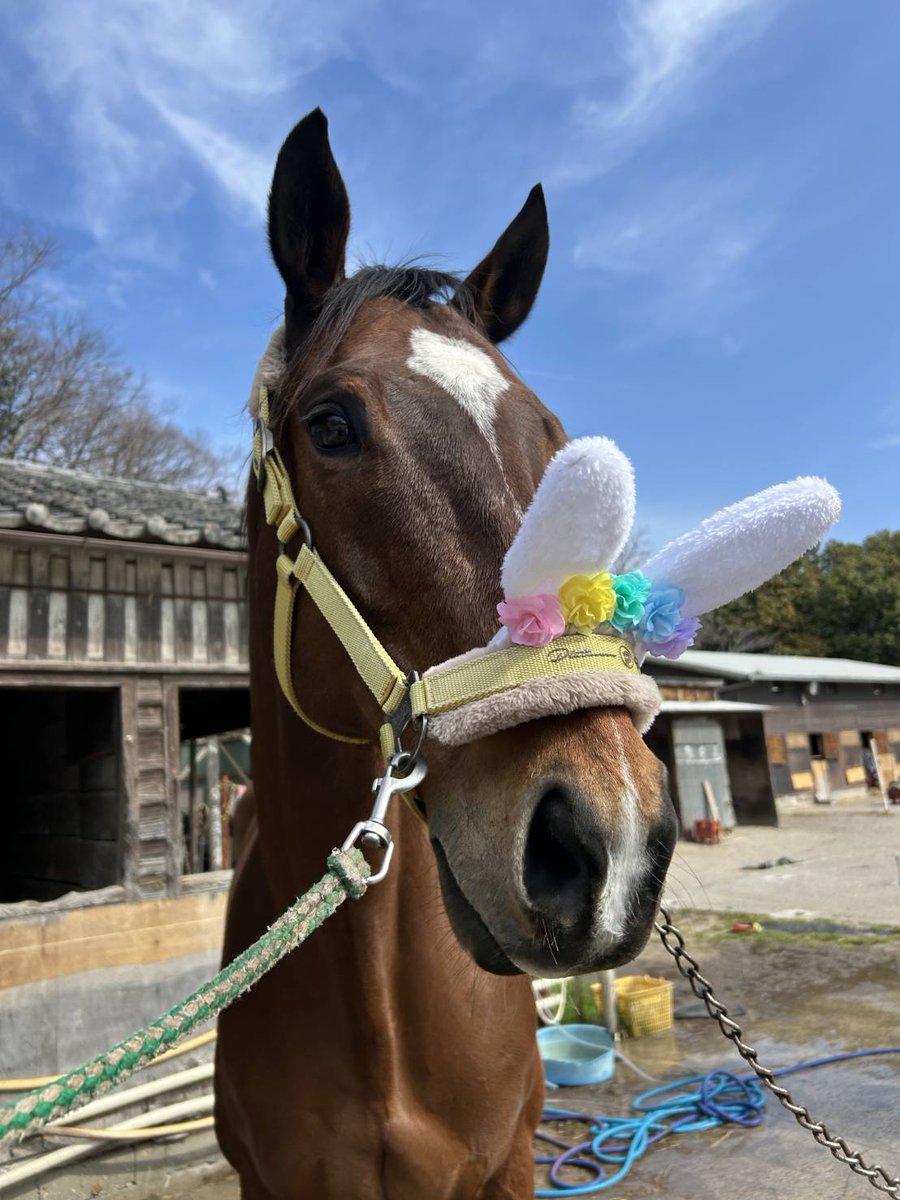 ShindaiBajutsu's tweet photo. 【HAPPY BIRTHDAY！！！】
本日5月19日はハチ君の14歳の誕生日です！歳を重ねるごとにその巨体に磨きがかかってますね。これからも応援よろしくお願いします！ https://t.co/70iR0b0mZm