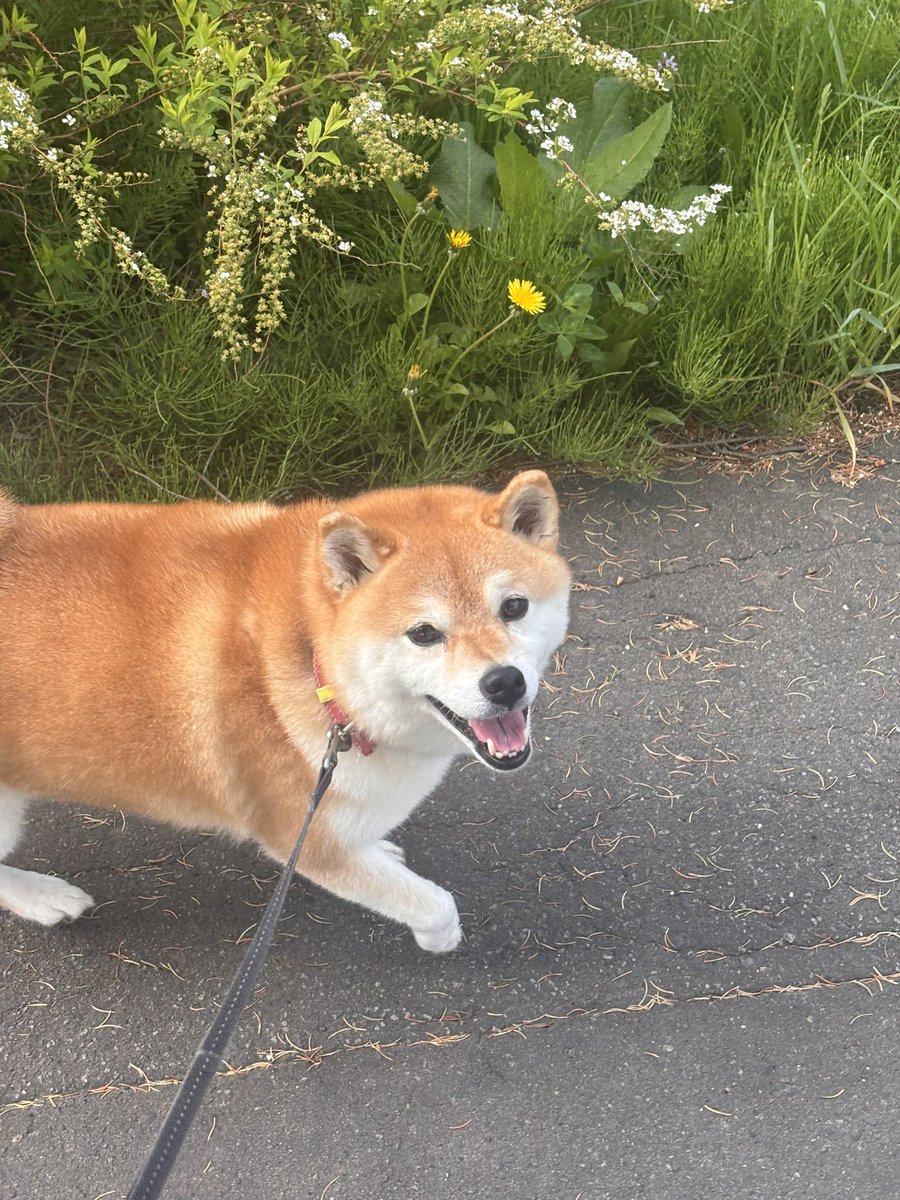 柴犬いち tweet media