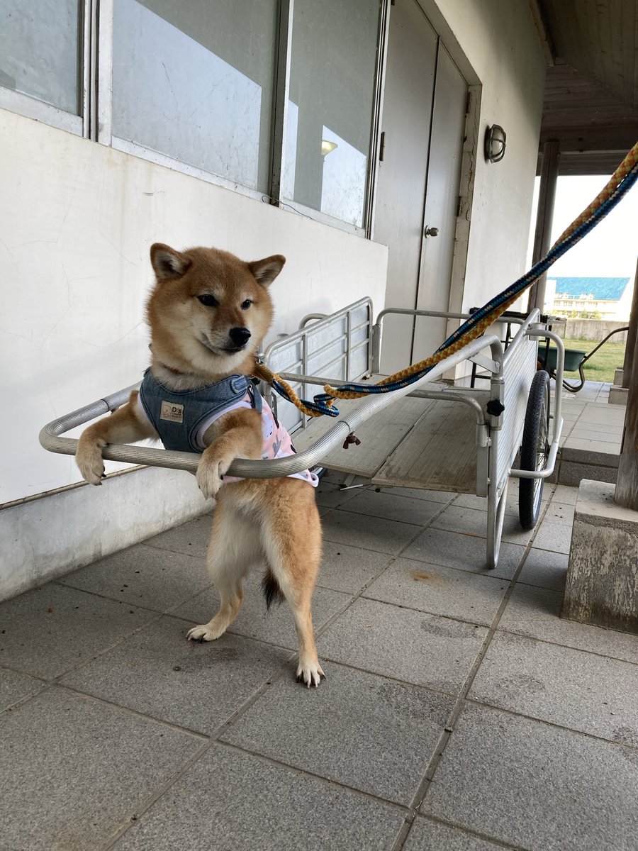 柴犬 ポン2 tweet media