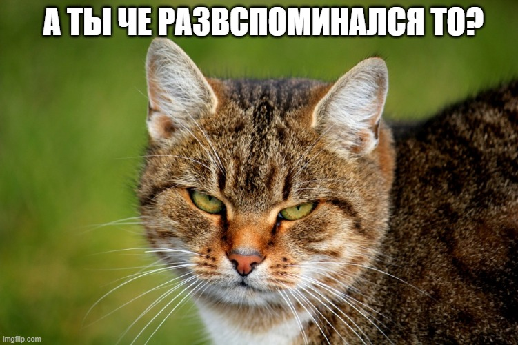 Фокс Йовович tweet media