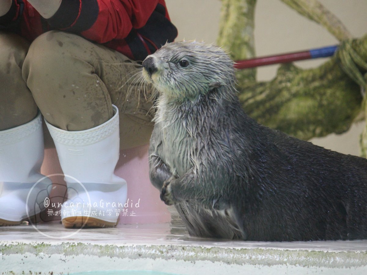 キラちゃんの可愛い写真も出て来た💖💞 (2022年5月撮影) #鳥羽水族館