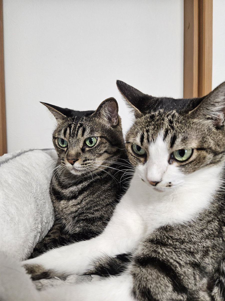 Xに登録した日を覚えていますか？ 🐱😸ᩚ これ、おいしいの？ これから