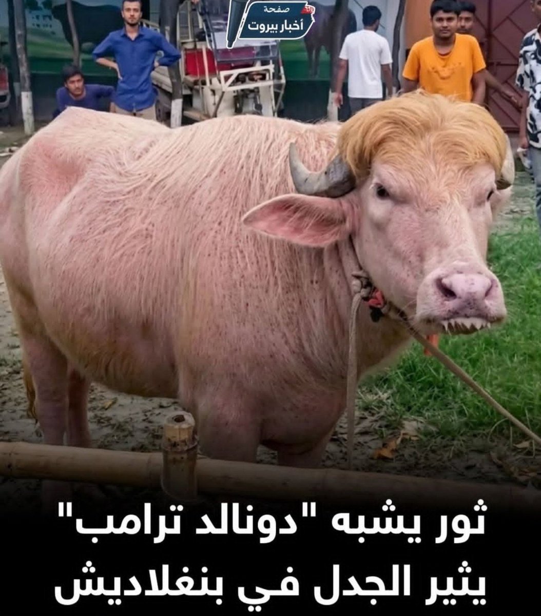 أم أجاويد 7 tweet media