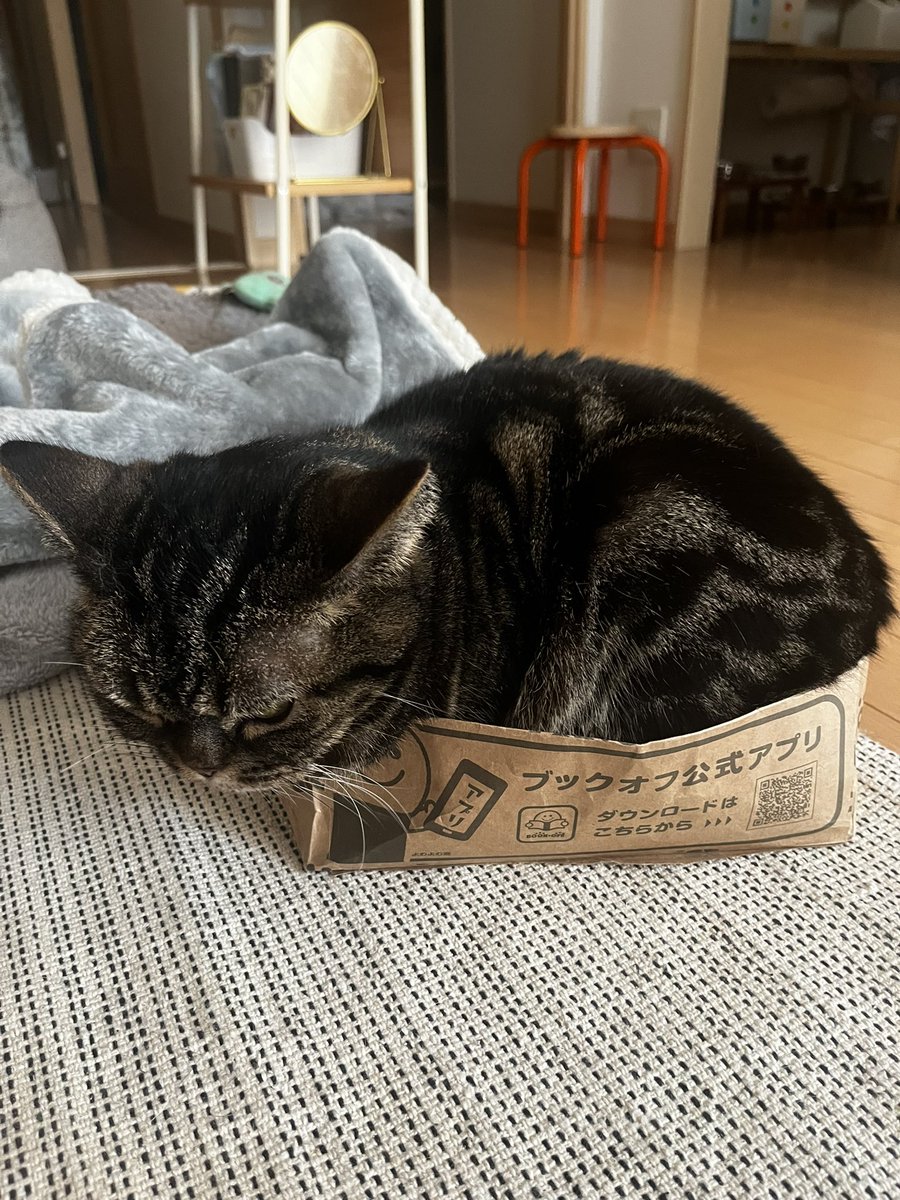 mizolekin's tweet photo. ブックオフ さん、ありがとうございます📚
袋はネコが活用🛍️ https://t.co/EeHXvSnvdL