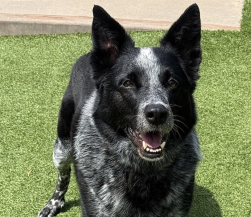 sfspca's tweet photo. Meet Clark (9yr), sweet Australian Cattle Dog mix with a gentle, snuggly soul. Slow to warm up, but once he does, he’s loyal and loves fetch + quiet time by your side. Calm home preferred. #AdoptDontShop 🐾 https://t.co/dTkjuu6mgg https://t.co/EHtdnToSqH