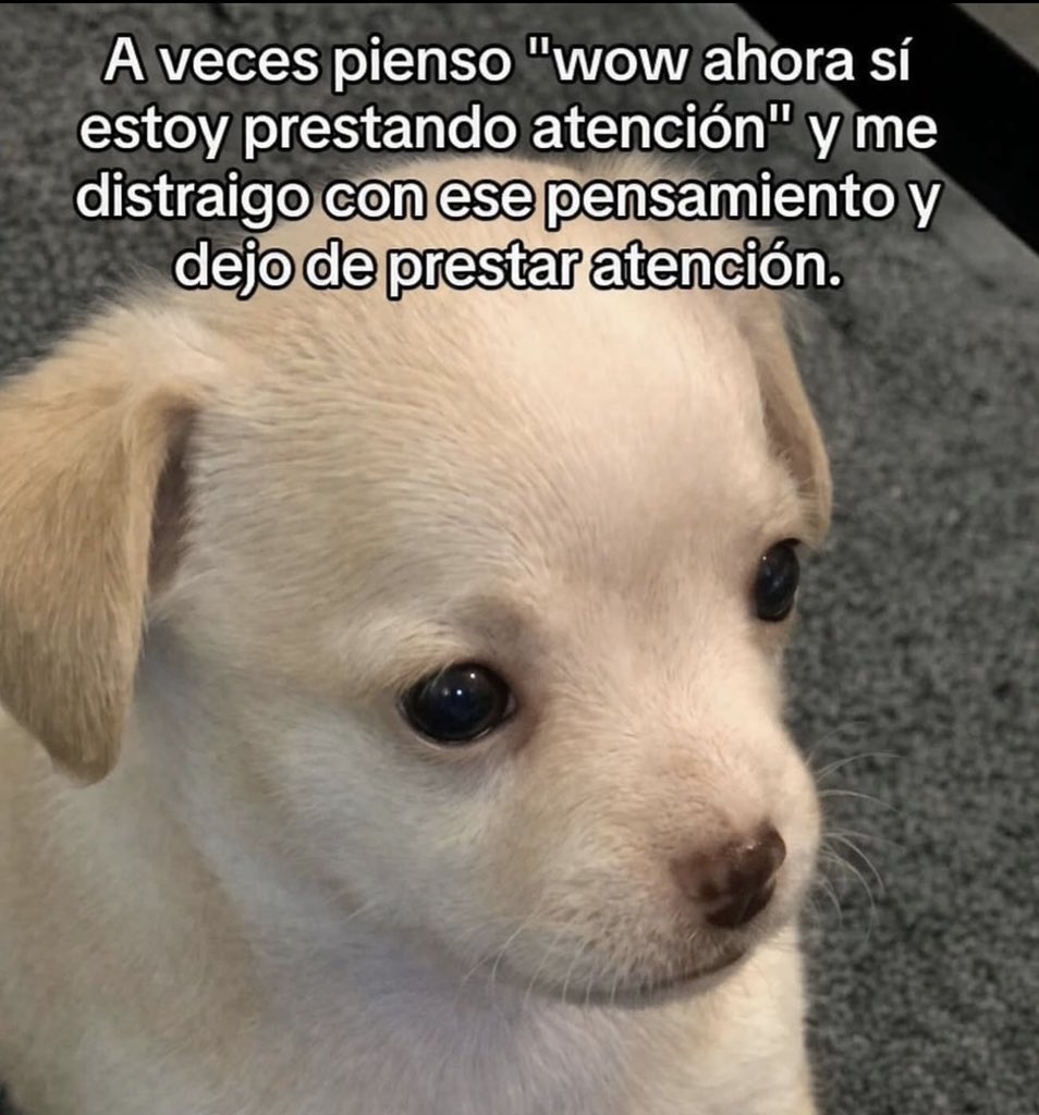 Mundo de Bigotes tweet media