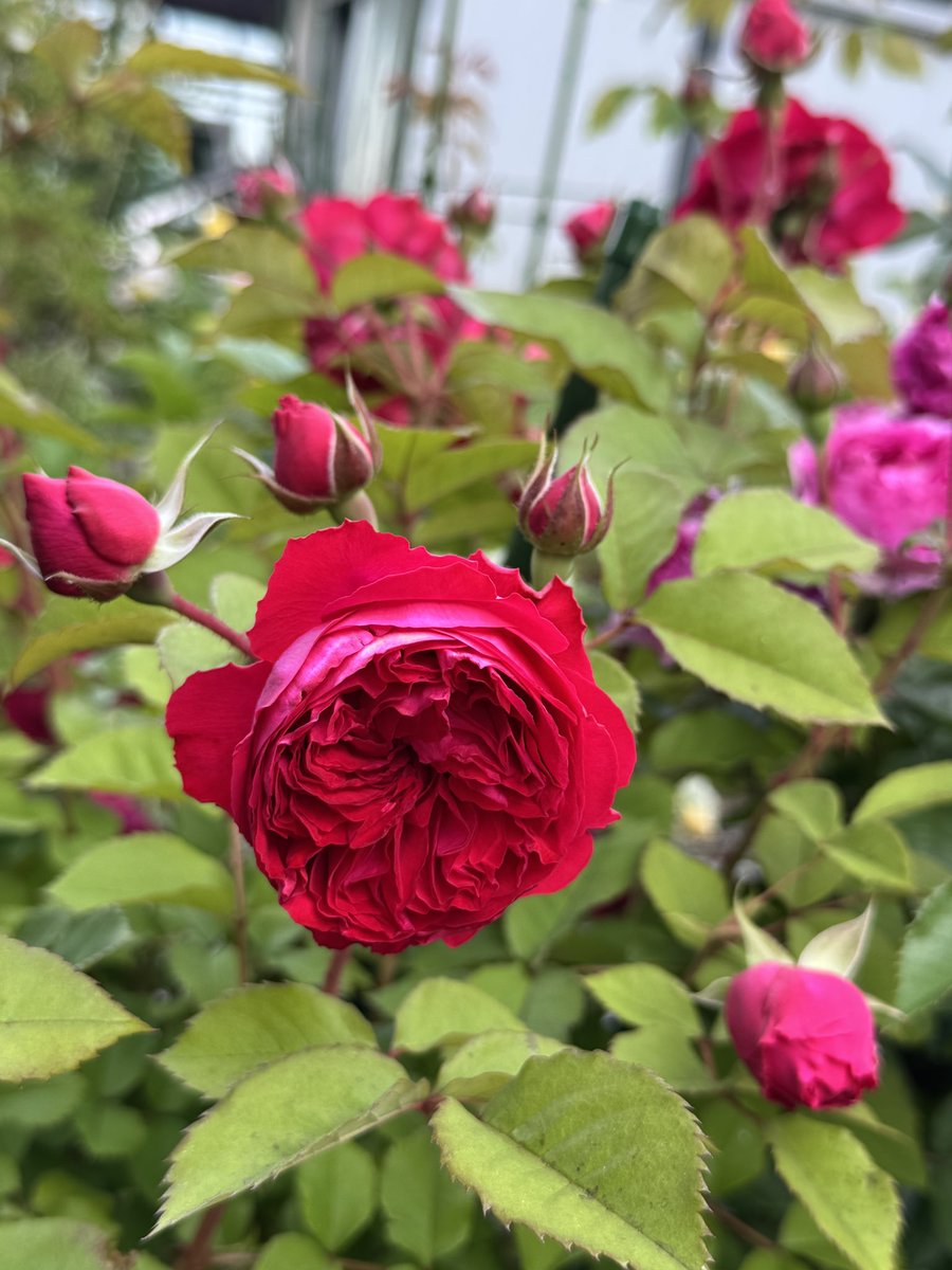 PlumRose tweet media