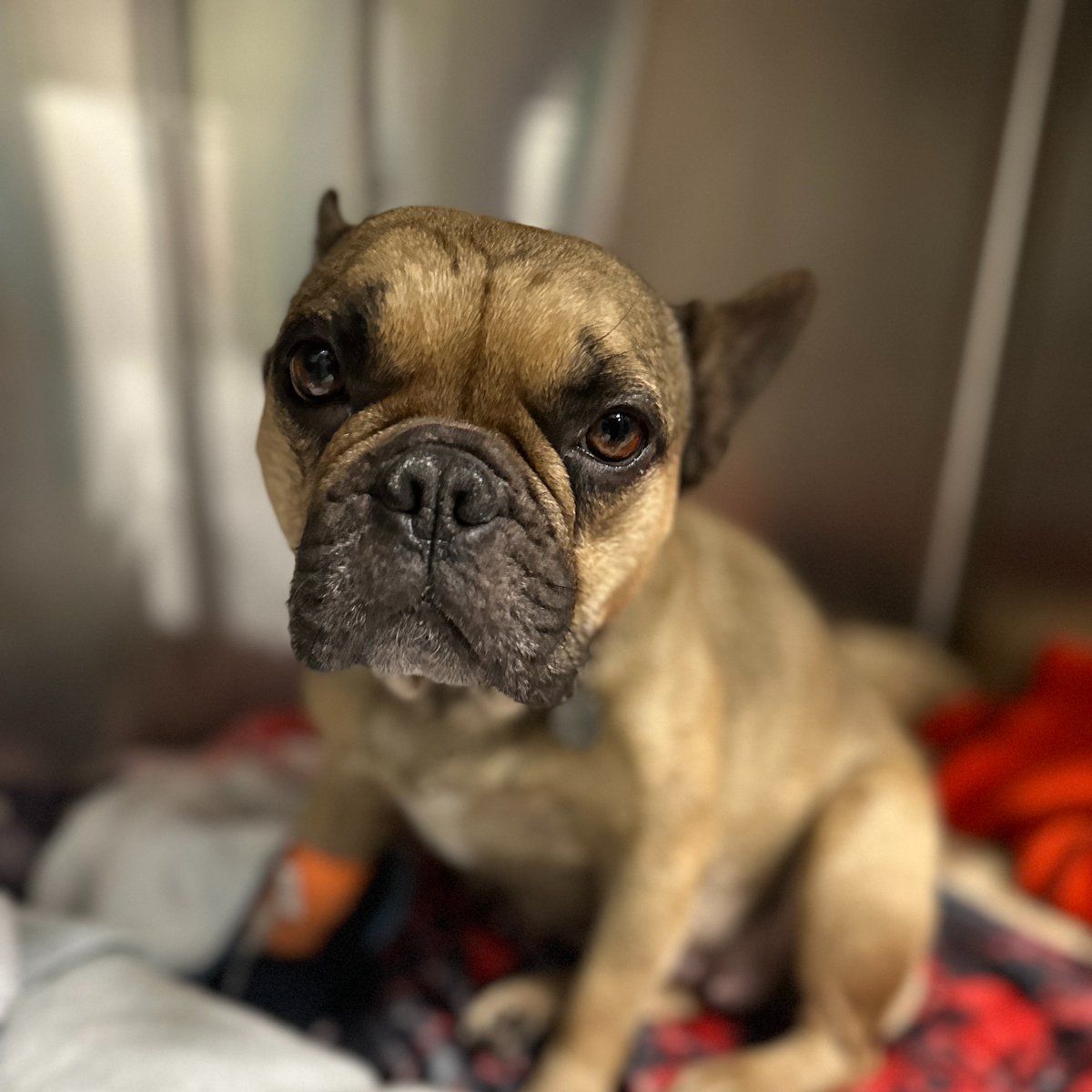 LortSmith's tweet photo. Three-year-old French Bulldog, Billie, is recovering well after being rushed to Lort Smith Animal Hospital in need of an emergency c-section following an unexpected pregnancy.
Billie had been in labour for more than eight hours without delivering any puppies when her human, Michelle, brought her to the hospital after it became clear Billie was struggling.
The veterinary team found that Billie was suffering from dystocia, a condition where a dog is unable to deliver puppies naturally and experiences difficulty during labour. Billie was then taken straight into surgery for an emergency caesarean.
“It was truly a whole-team effort. Our surgeon carefully delivered each puppy while our nursing team stood by ready to warm, stimulate and care for the newborns as they arrived,” Dr Jess said.
Thankfully, Billie safely delivered seven puppies, all of whom are now doing well alongside their mum. After a period of close monitoring to ensure everyone recovered safely, Billie and her puppies were able to return home together.
Michelle says Billie has already bounced back and settled straight into motherhood.
“She’s doing amazing and has been such a great mum,” Michelle said. “The puppies are so strong, just perfect puppies.”
At the same time as her c-section, Billie was also desexed to help prevent future unplanned pregnancies and reduce the risk of serious reproductive health conditions later in life.
“Cases like Billie’s are an important reminder of the benefits of desexing your pets,” Dr Jess said. “Not only to prevent unexpected litters, but also to support their long-term health and wellbeing.”
