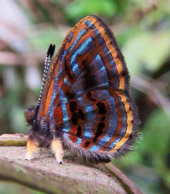 butterfly world 🦋 tweet media