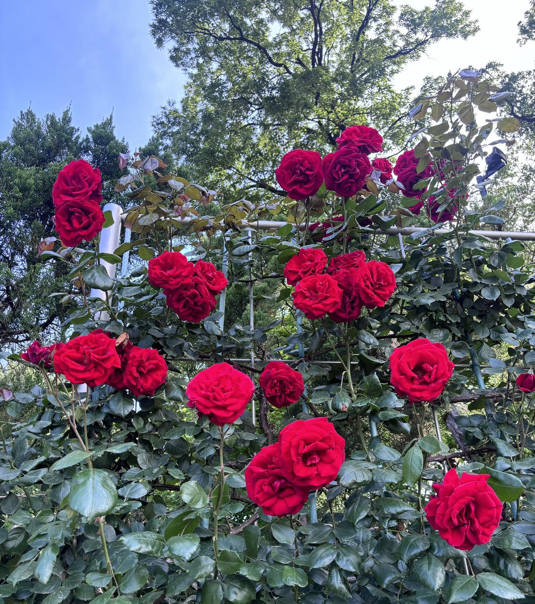 D 薔薇の名の下に集え ウンベルト・エーコ『薔薇の名前［完全版］』の初回出荷分限定特別