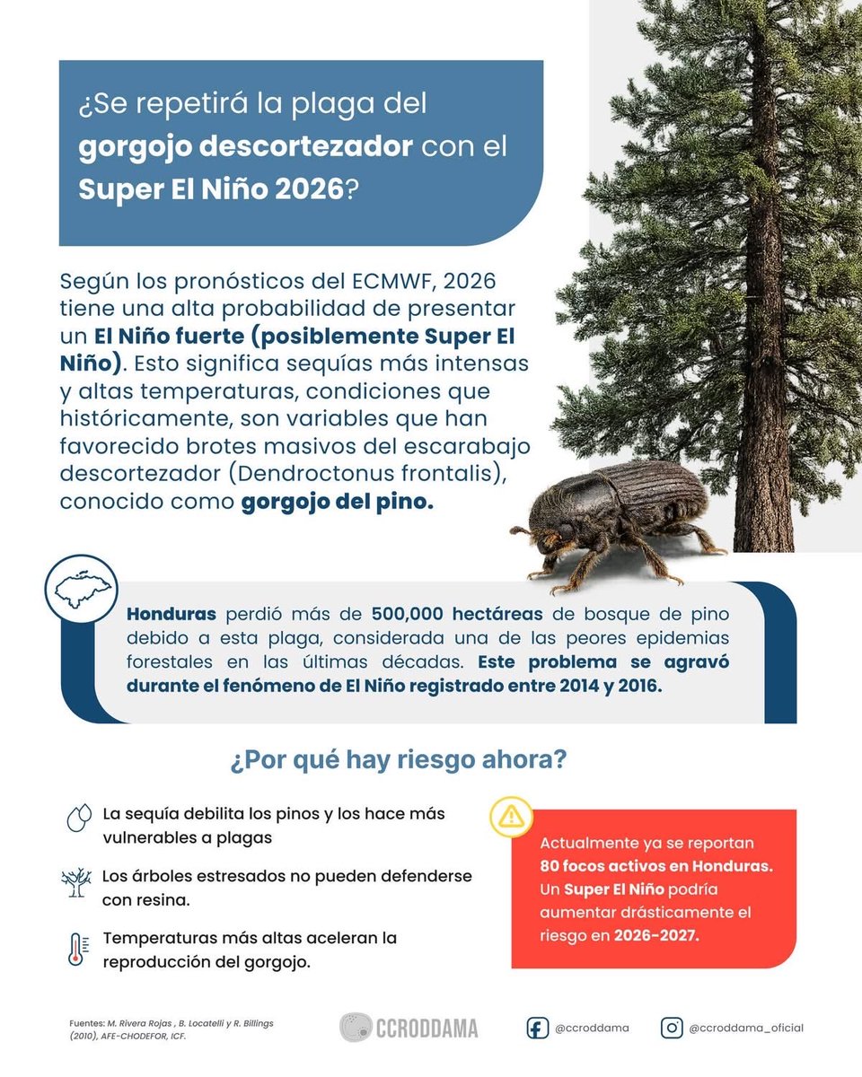 Cardiaz202's tweet photo. Ser que vuelve el Gorgojo descortezador #ElNiño #CambioClimático #Sequías #Honduras #WMO https://t.co/JzAqDHkzMK