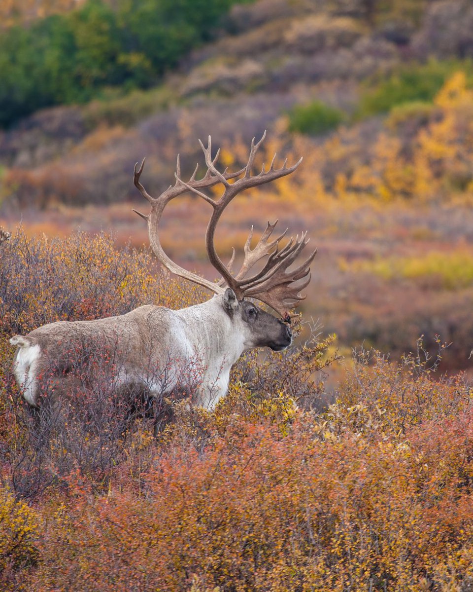 RachelCarsonDC's tweet photo. The U.S. is on a path to “unlock” Alaska’s resource potential, but at what cost? 

In our recent article, we examine why protecting this region matters: https://t.co/nZWO9juTFF https://t.co/NHSVArrbBl