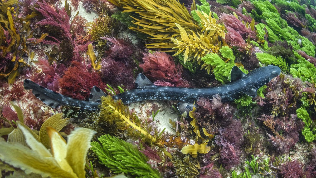 BigFishTrips's tweet photo. On the trail of the Necklace Carpetshark (Parascyllium variolatum); a shark that looks and acts more like an eel than a shark.
The Bizarre Necklace Carpetshark https://t.co/WY7cElrnbf via @YouTube https://t.co/hBHgQWoTLy