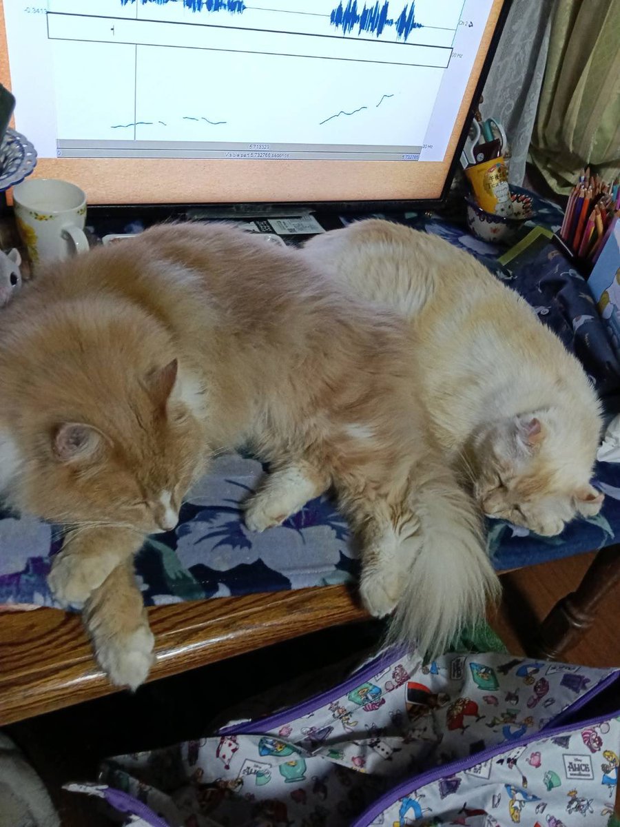duster_5392's tweet photo. 今日も仲良し、2人ともテ���ビの前がお気に入りスポットみたい🙄 https://t.co/ur2SJE9YUT