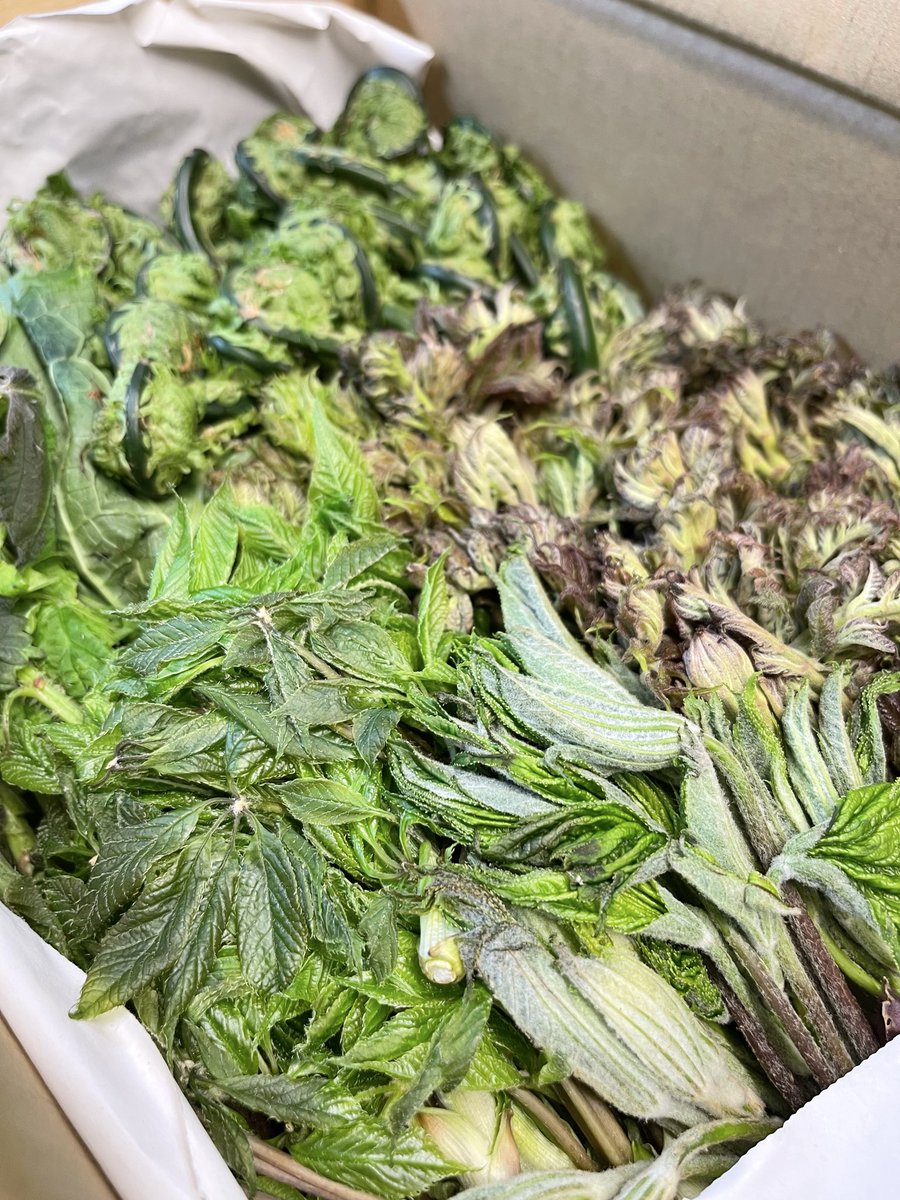 Coronetta_mita's tweet photo. 山菜好きにはたまらない、産直の天然山菜がドカンと入荷しました！🌿
たらの芽やこごみ、こしあぶらなど、今しか出会えない目から鱗のラインナップです。どれもなくなり次第終了なのでお早めに。
今夜も美味しいワインとお肉を準備してお待ちしてます！
#山菜 #三田イタリアン #コロネッタ https://t.co/E2n8HhgiGG