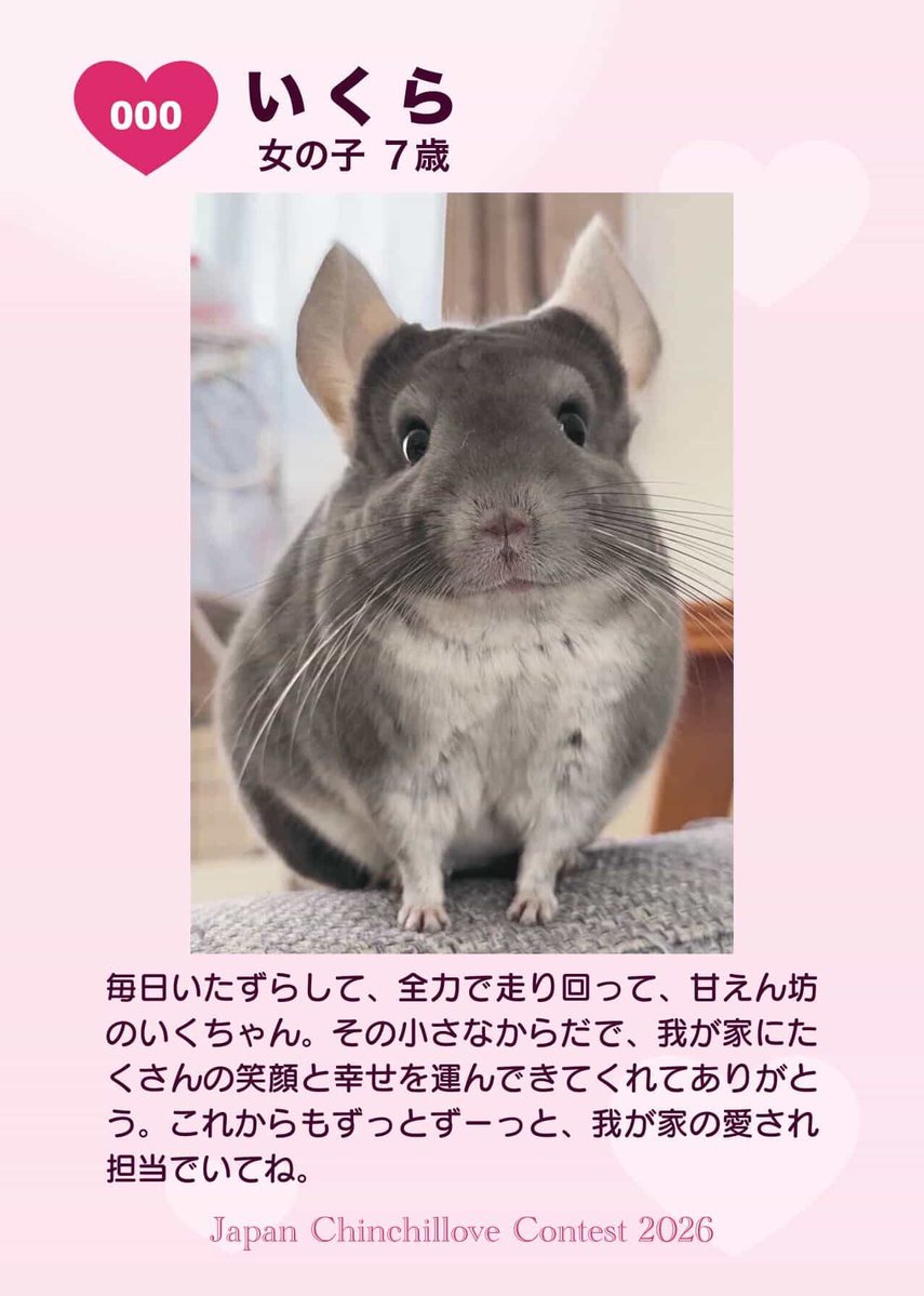 6月14日チンチラマーケット会場内で開催されるチンチラコンテスト