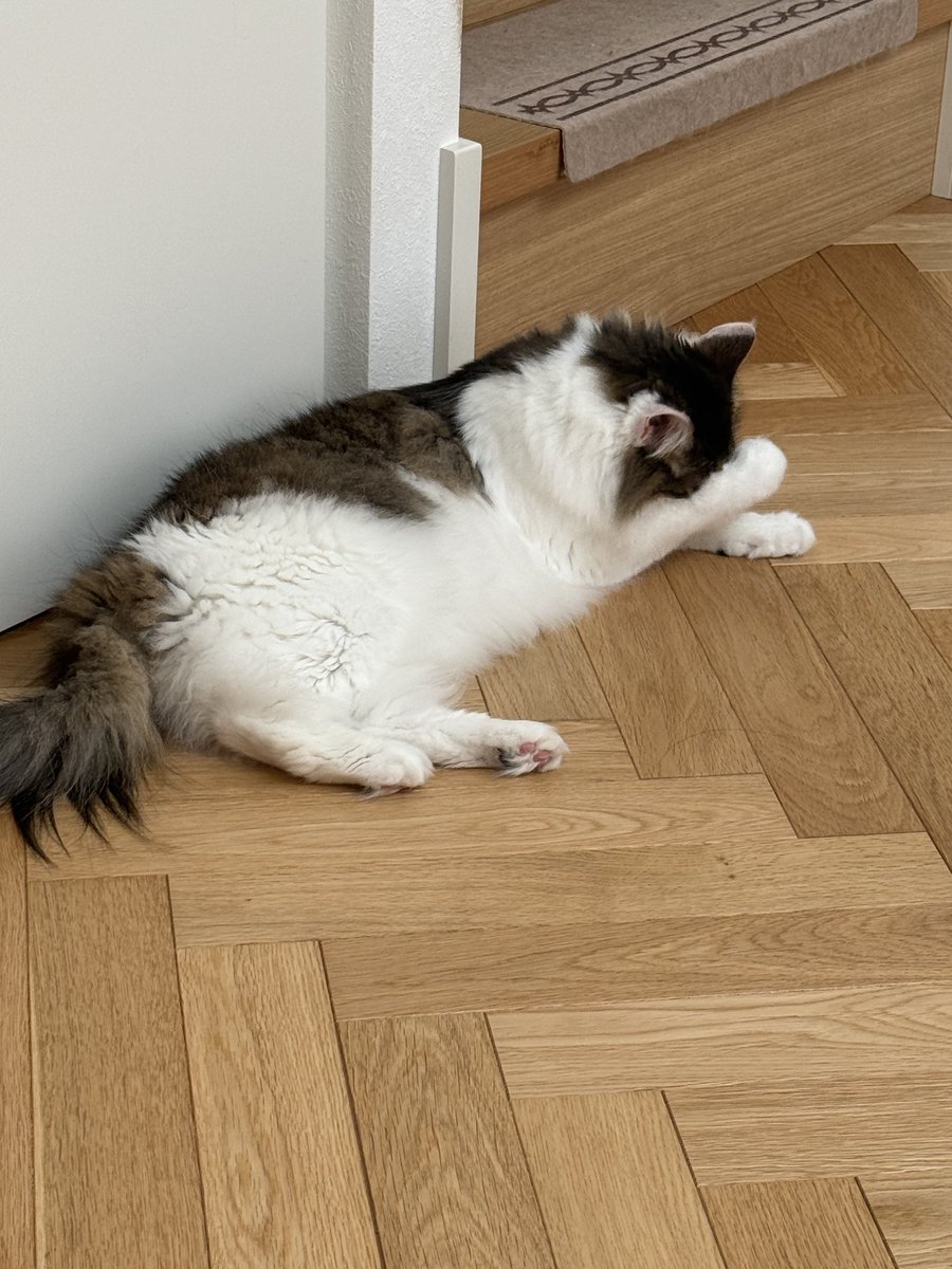 rushinoe55's tweet photo. ごめんなさい…

#キジ白
#キジ白長毛
#猫好きさんと繋がりたい https://t.co/7Kv0DtzNF3